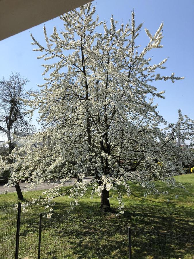 Le Clos Des Pommiers Uffholtz Bagian luar foto